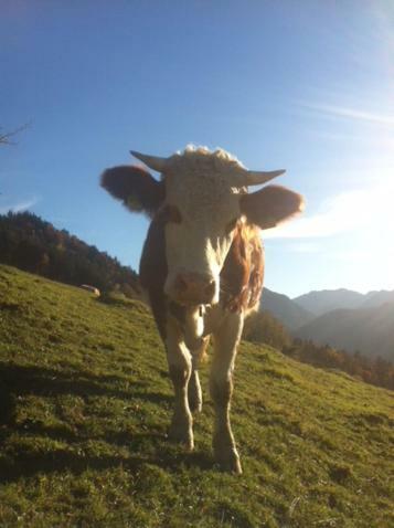 Wohnung Edelweiss - Wohnen Auf Zeit - Homeoffice - Nah Am See - Buchbar Ab 28 Naechte Schliersee Dış mekan fotoğraf